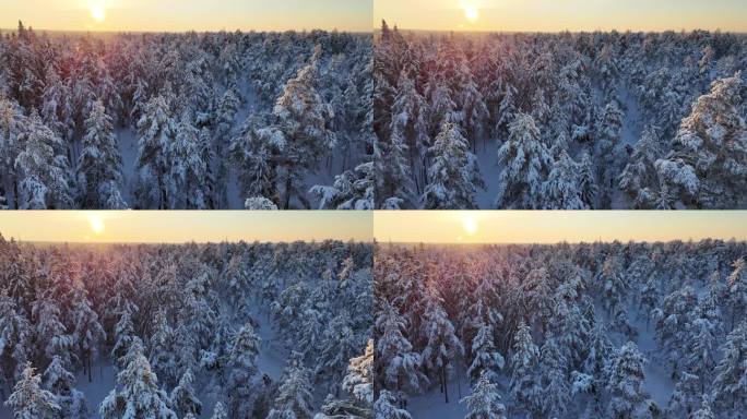 航拍无人机拍摄的芬兰白雪皑皑的北极寒带森林