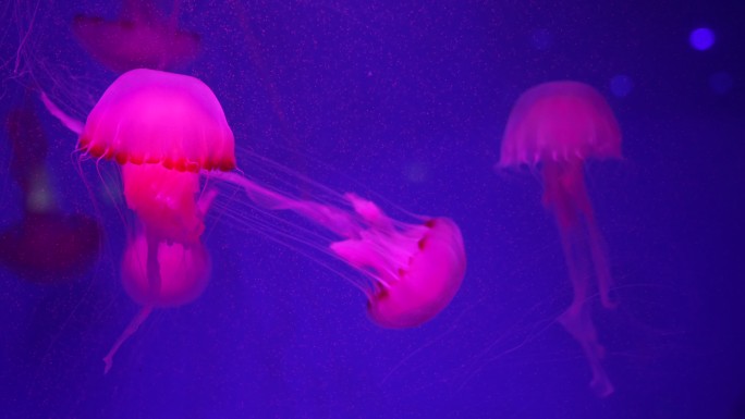 水族馆水母
