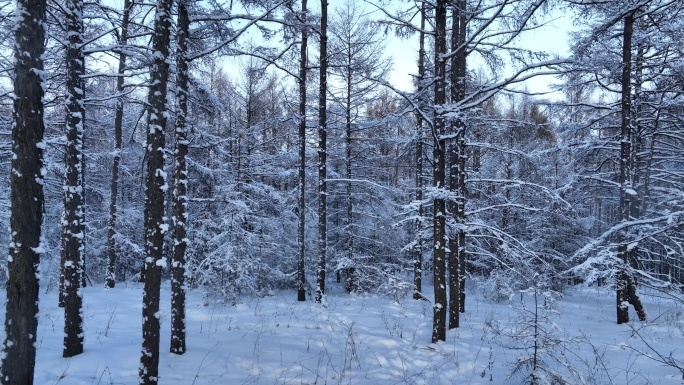 银装素裹雪原松林