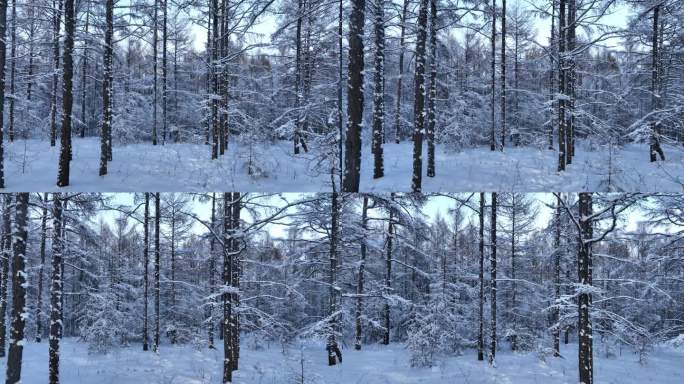 银装素裹雪原松林