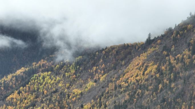 4K航拍西藏古玉乡秋季雨后云雾缭绕