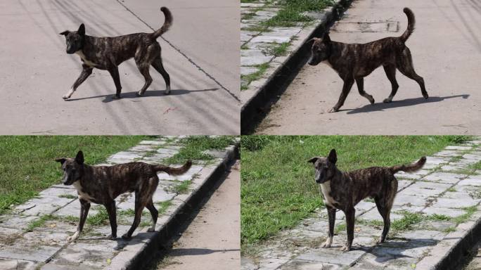 流浪狗在城市街道上游荡