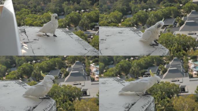 凤头鹦鹉沿着阳台边缘走向镜头的慢动作，看了一眼，跳起来飞离了绿色的森林和酒店平房的背景。