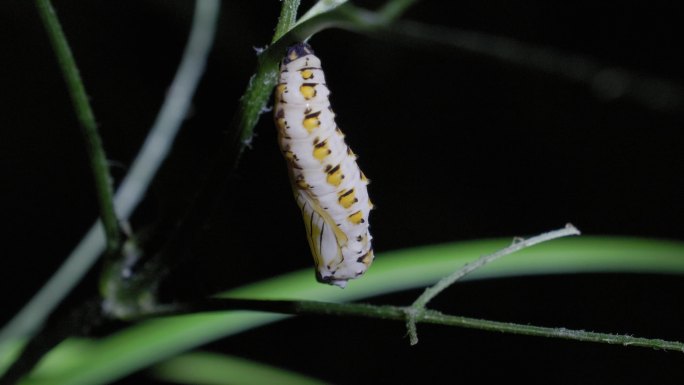 野生昆虫合集2