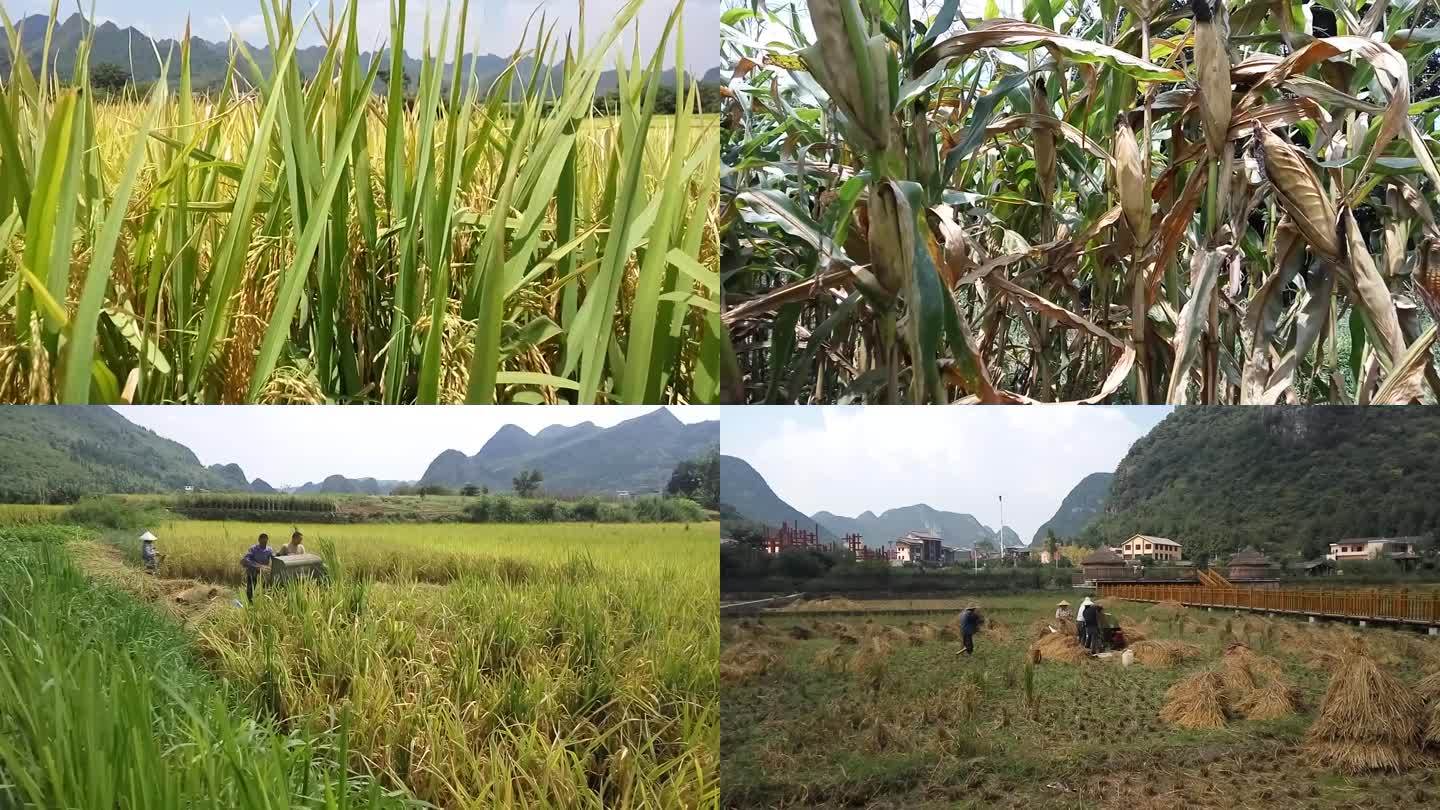 农业-水稻玉米1080P