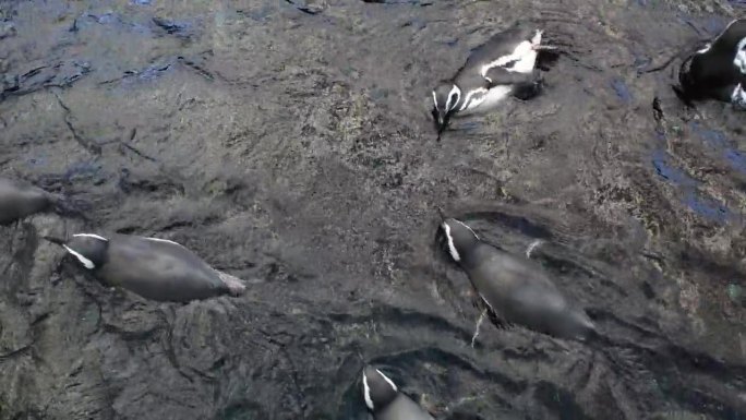 麦哲伦企鹅成群游泳的特写镜头。麦哲伦企鹅生活在靠近海岸的海里。