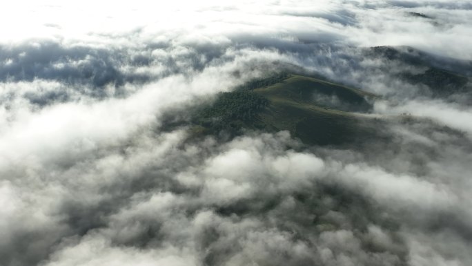 高山森林云雾