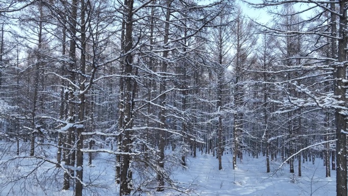 银装素裹雪原松林