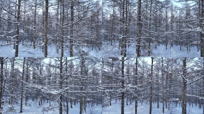 银装素裹雪原松林