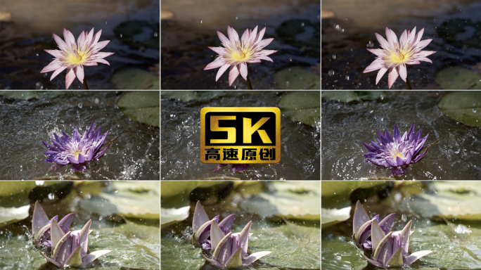 5K-雨中睡莲，莲花，盛开的莲花