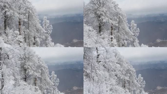 从滑雪场滑雪缆车的移动小屋看到的美丽景色。令人难以置信的山景和被霜覆盖的树木。