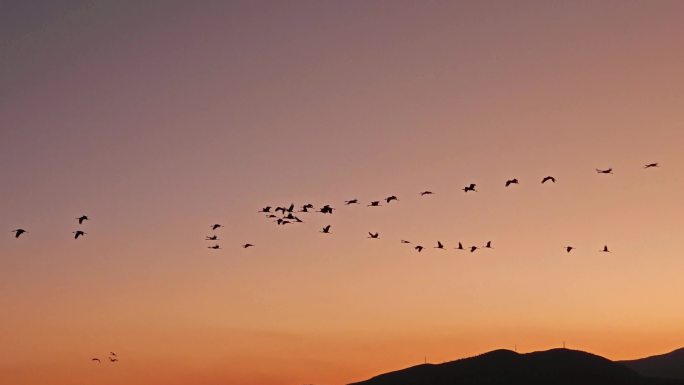 夕阳下的仙鹤大雁鸿雁-1