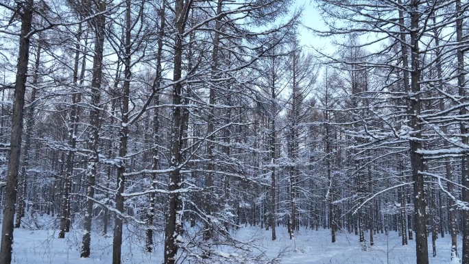 银装素裹雪原松林