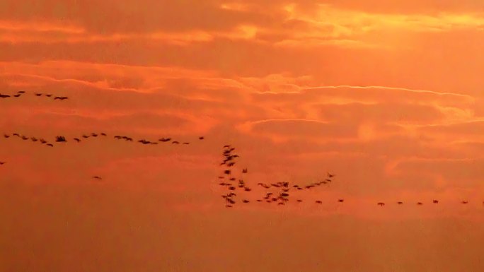 黎明日出 鸟群飞过