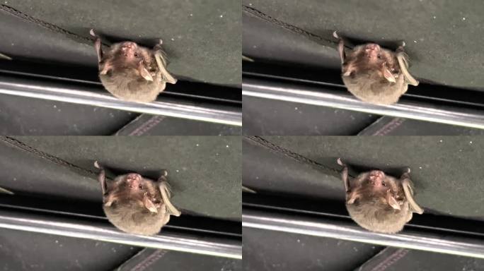 一只小蝙蝠倒挂在一块遮阳布的底部
