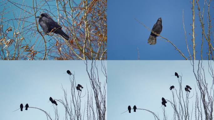 冬天枯树枝上的乌鸦