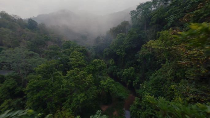 FPV穿越热带雨林原始森林氧气自然环境