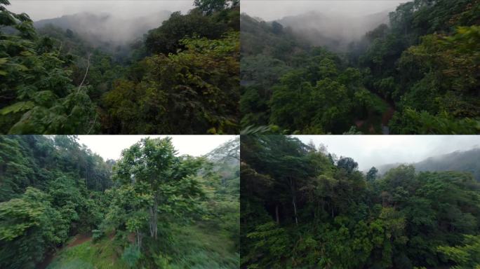 FPV穿越热带雨林原始森林氧气自然环境