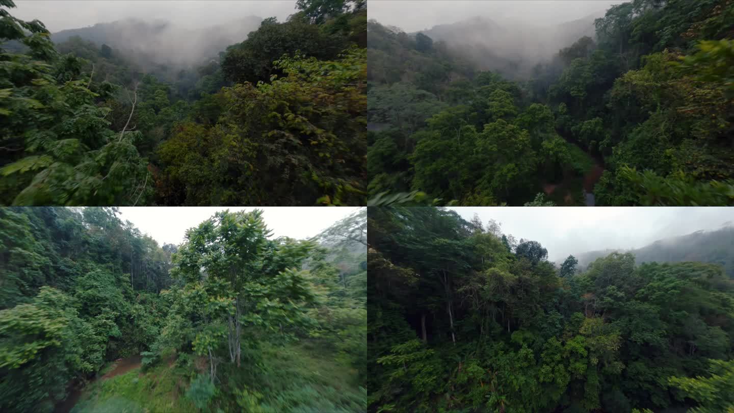 FPV穿越热带雨林原始森林氧气自然环境