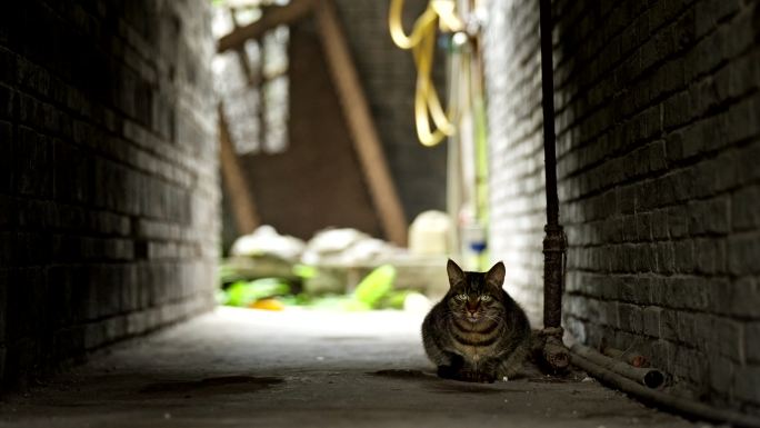 巷子里的猫