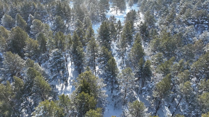 下雪时的绿色樟子松松林航拍