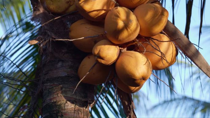 长在棕榈树上的黄色椰子