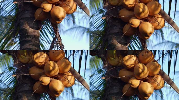 长在棕榈树上的黄色椰子