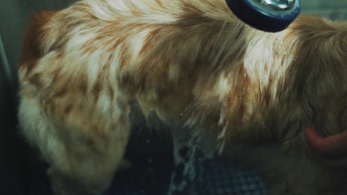 湿漉漉的金毛猎犬在洗澡时摇晃股票视频