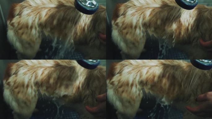 湿漉漉的金毛猎犬在洗澡时摇晃股票视频