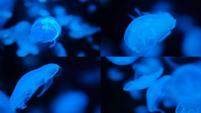 软体海洋生物水母