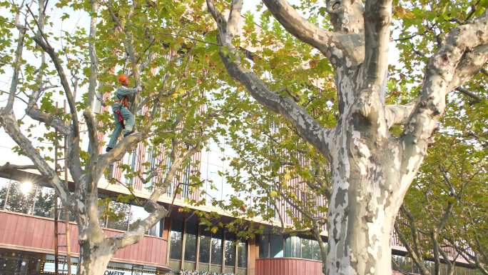 深秋上海公园工人爬树修剪梧桐枝叶高速升格