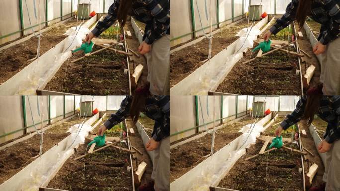 农民用喷壶给温室里的绿色植物小芽浇水