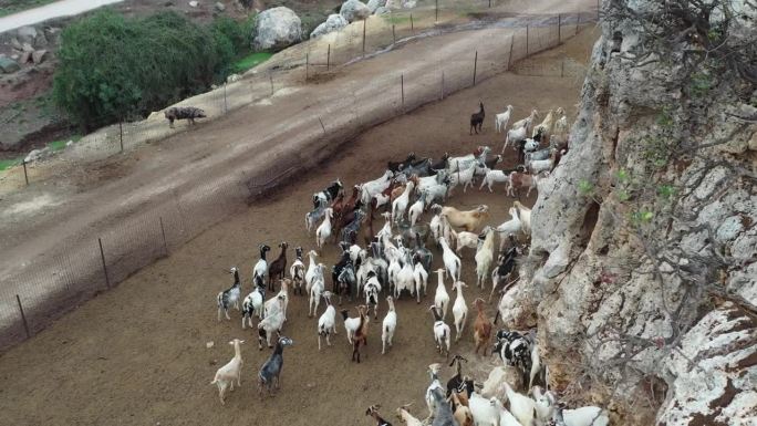 一大群山羊一起在希腊的一座山上移动。