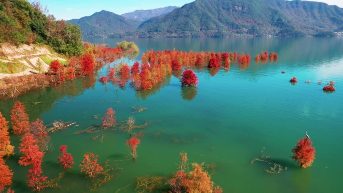 台州黄岩，长潭水库，水中红杉