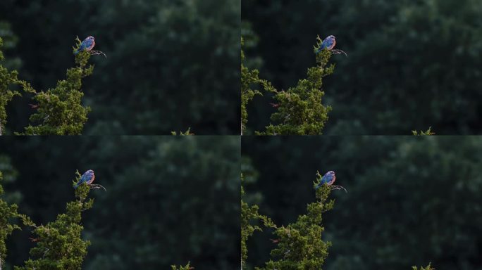 青壮年的青鸟栖息在针叶树上
