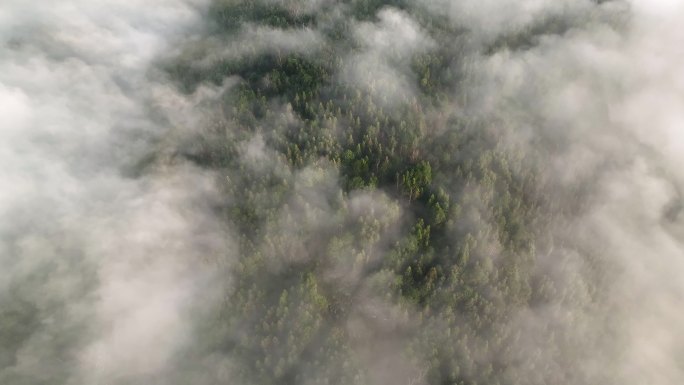 森林上空的云雾