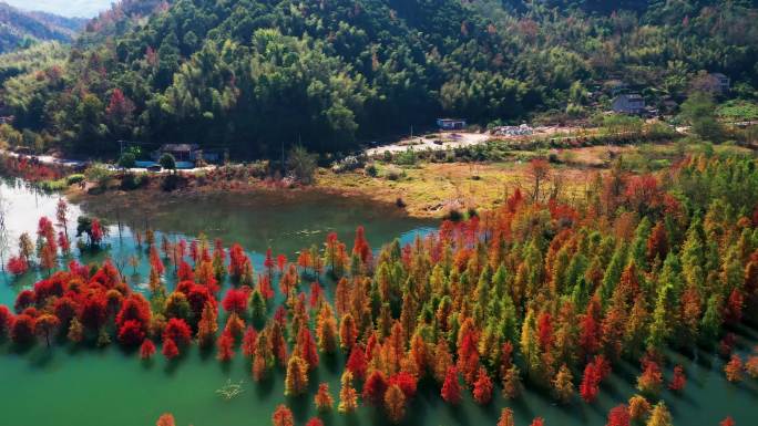 台州黄岩，长潭水库，水中红杉