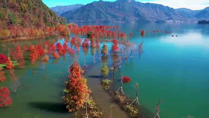 台州黄岩，长潭水库，水中红杉