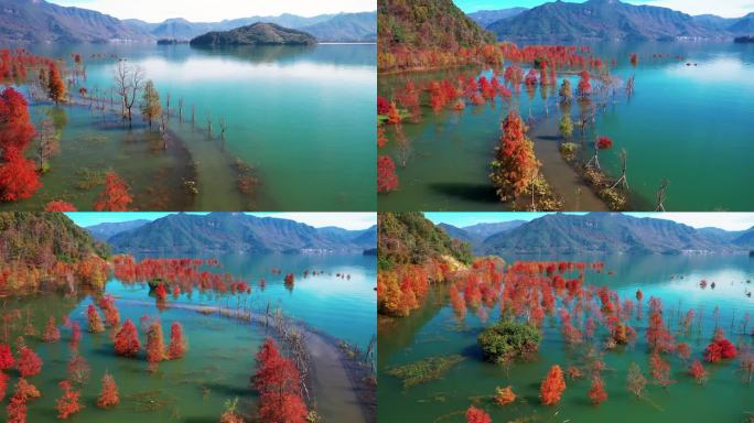 台州黄岩，长潭水库，水中红杉