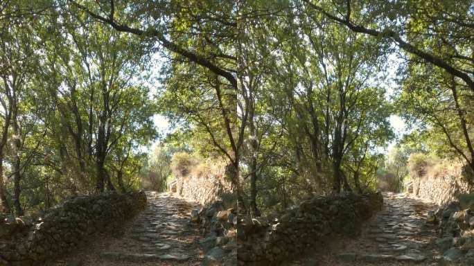 在科西嘉岛，法国，欧洲，一条有石墙和树木的狭窄小路的垂直照片。