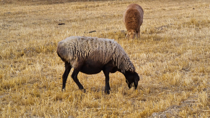新疆帕米尔高原羊群B