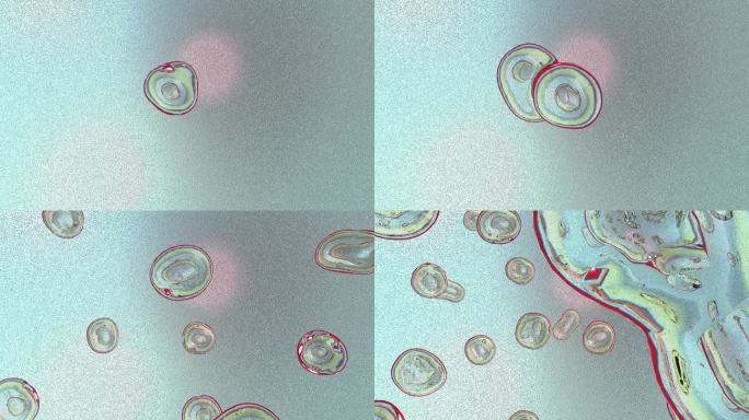 活的人类微细胞，有丝分裂。细胞分裂的特写镜头