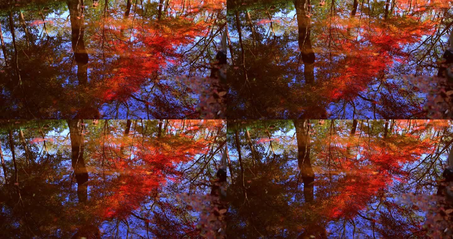 杭州九溪烟树红叶红枫倒映在水里唯美秋天
