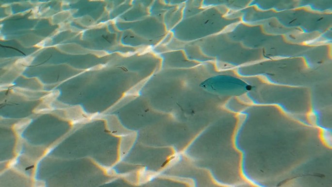 在欧洲法国科西嘉岛，一条小鱼在地中海清澈的海水中特写。