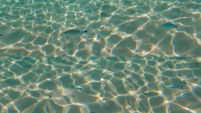 在欧洲法国科西嘉岛，一条小鱼在地中海清澈的海水中特写。
