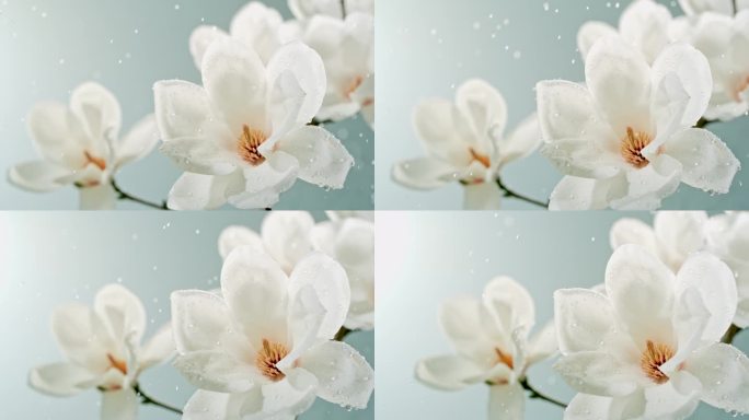 白玉兰花雨滴在花瓣水滴在花氛围鲜花