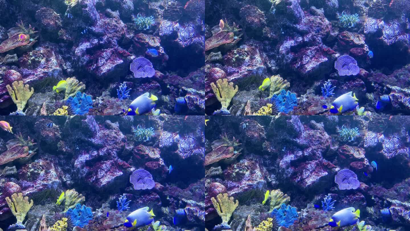 海底世界珊瑚礁游泳的鱼