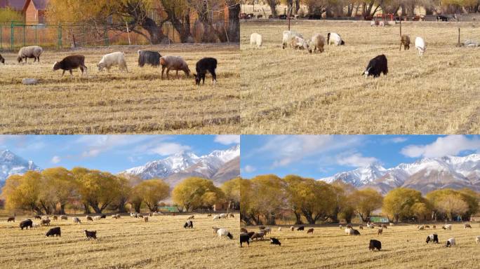 新疆帕米尔高原羊群C
