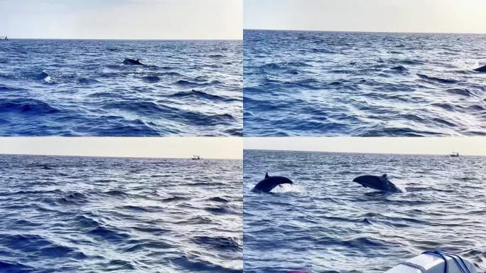 巴厘岛 罗威纳追逐海豚