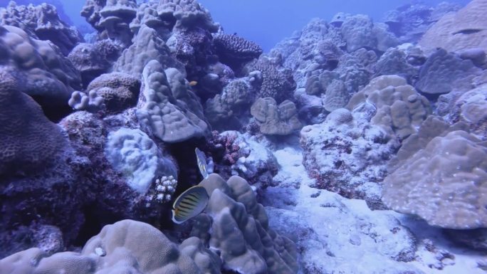 水下看出来的卵石蝴蝶鱼和山星珊瑚群聚集在海底底部与白色的沙子在海洋蓝色的海水咸水海底世界白天